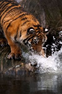Preview wallpaper tiger, water, splash, predator