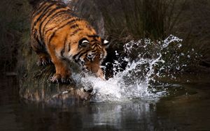 Preview wallpaper tiger, water, splash, predator