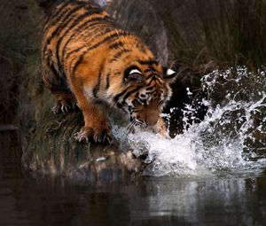 Preview wallpaper tiger, water, splash, predator