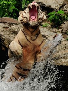 Preview wallpaper tiger, water, spray, grin, jump, rocks
