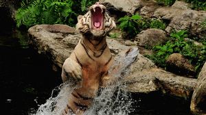 Preview wallpaper tiger, water, spray, grin, jump, rocks
