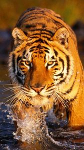 Preview wallpaper tiger, water, spray, big cat, predator