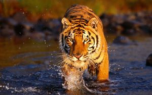 Preview wallpaper tiger, water, spray, big cat, predator