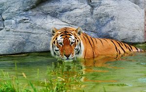 Preview wallpaper tiger, water, stone, predator