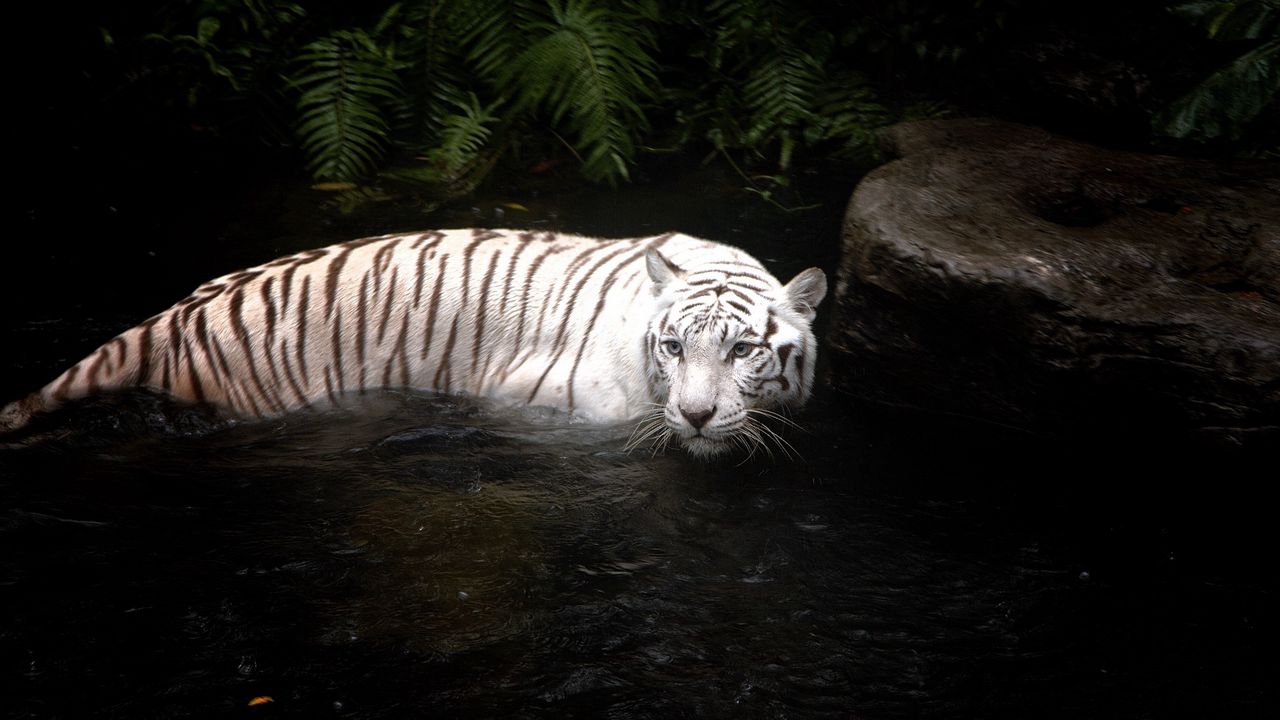 Wallpaper tiger, water, swimming, hunting, white