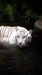 Preview wallpaper tiger, water, swimming, hunting, white