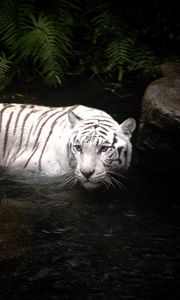 Preview wallpaper tiger, water, swimming, hunting, white