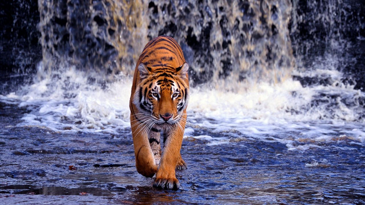 Wallpaper tiger, waterfall, walk, thin, big cat