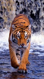 Preview wallpaper tiger, waterfall, walk, thin, big cat