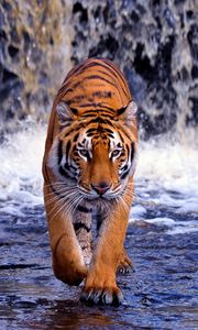 Preview wallpaper tiger, waterfall, walk, thin, big cat