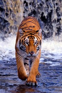 Preview wallpaper tiger, waterfall, walk, thin, big cat