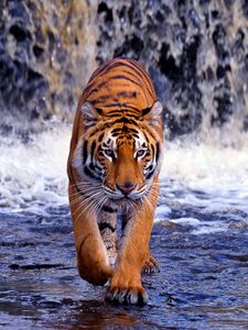 Preview wallpaper tiger, waterfall, walk, thin, big cat