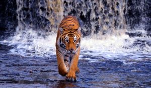 Preview wallpaper tiger, waterfall, walk, thin, big cat