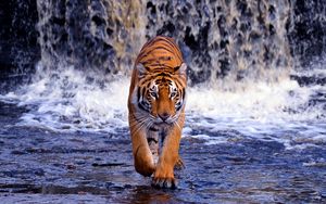 Preview wallpaper tiger, waterfall, walk, thin, big cat