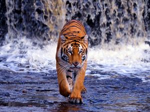 Preview wallpaper tiger, waterfall, walk, thin, big cat