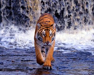 Preview wallpaper tiger, waterfall, walk, thin, big cat