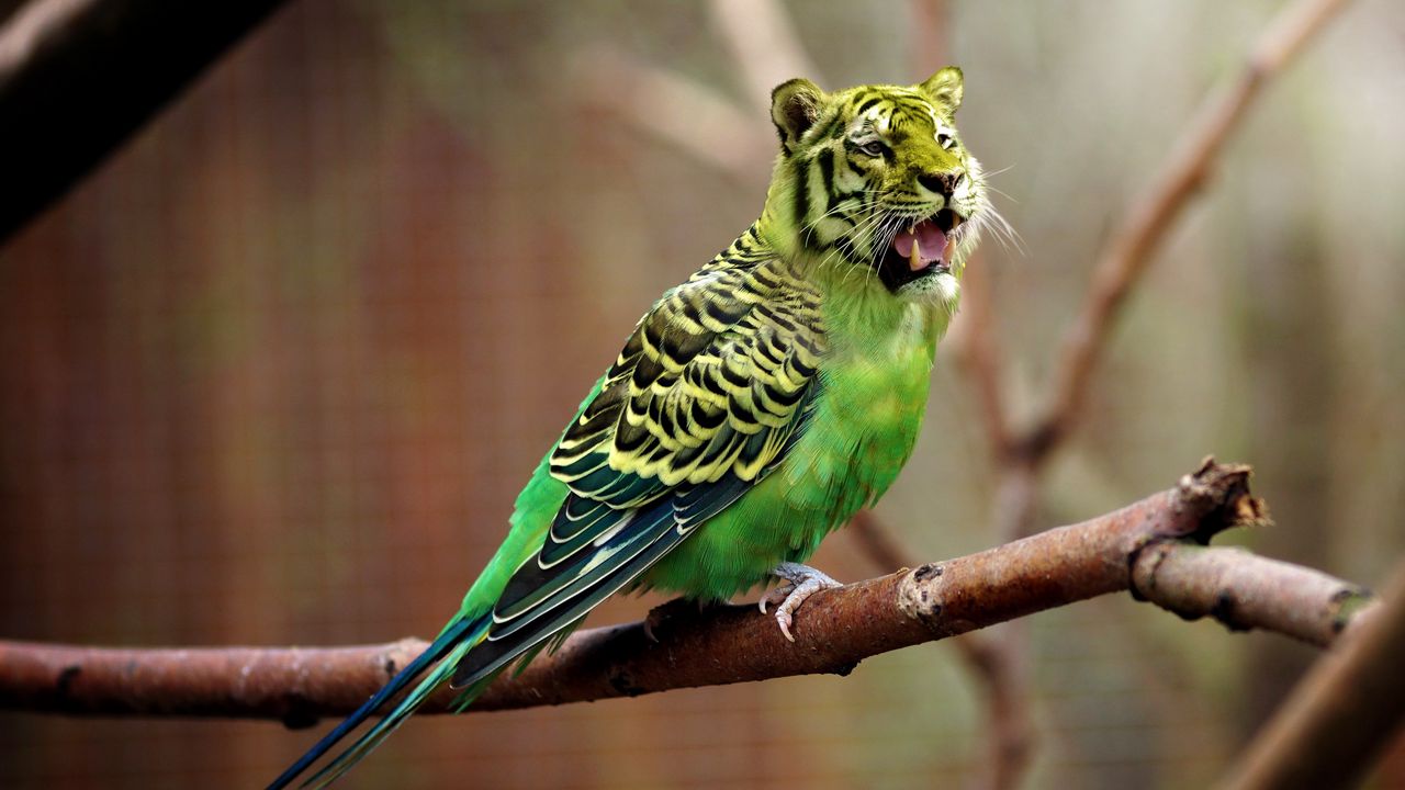 Wallpaper tiger, wavy parrot, photoshop