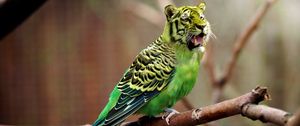 Preview wallpaper tiger, wavy parrot, photoshop