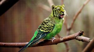 Preview wallpaper tiger, wavy parrot, photoshop