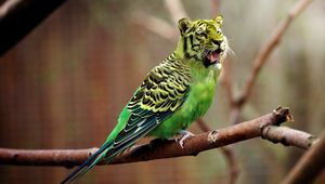 Preview wallpaper tiger, wavy parrot, photoshop