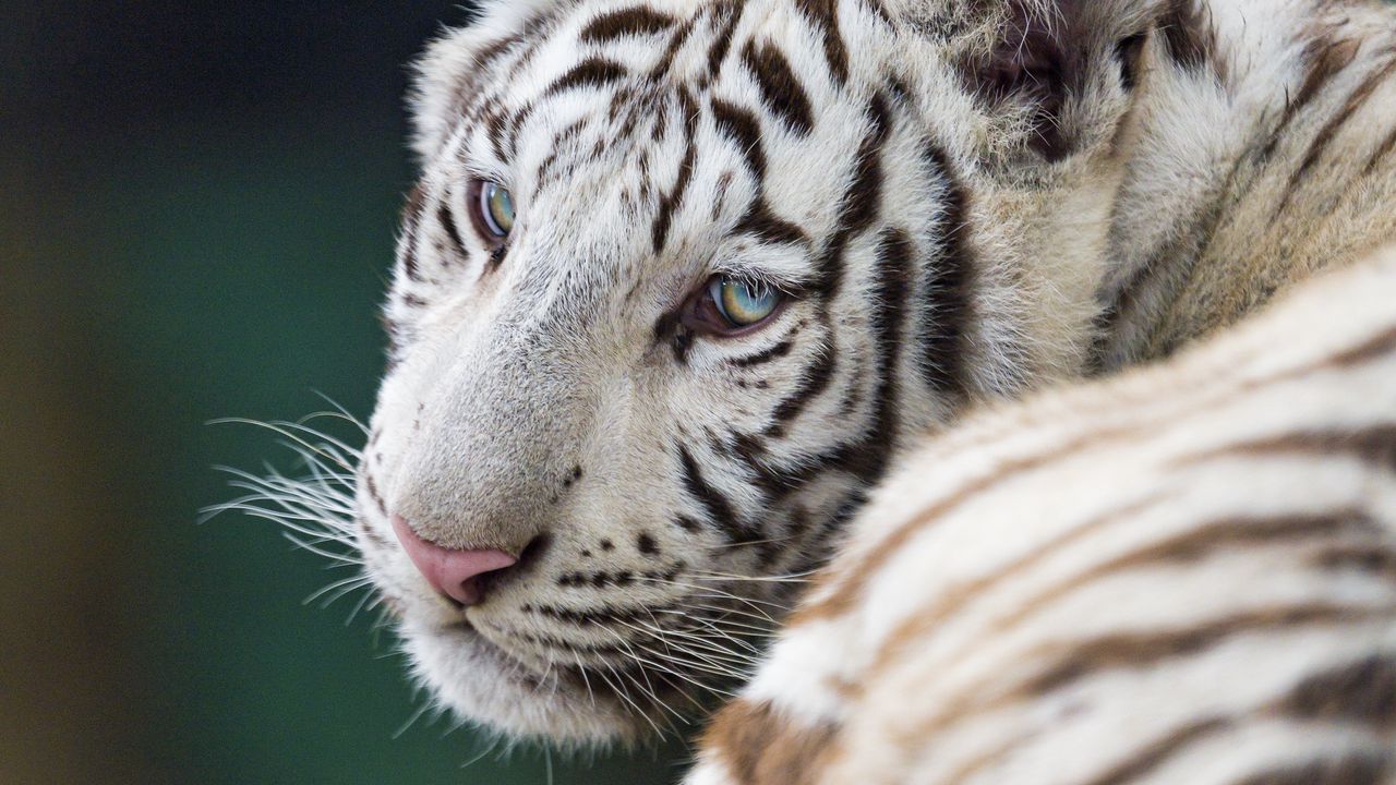 Wallpaper tiger, white, albino, predator, beast