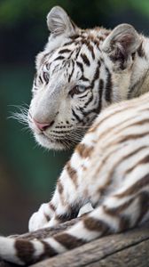 Preview wallpaper tiger, white, albino, predator, beast