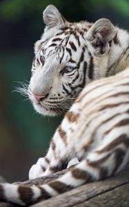 Preview wallpaper tiger, white, albino, predator, beast