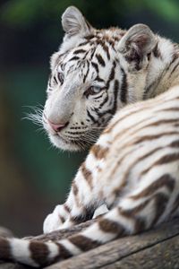 Preview wallpaper tiger, white, albino, predator, beast