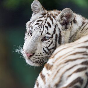 Preview wallpaper tiger, white, albino, predator, beast