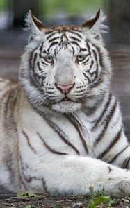Preview wallpaper tiger, white, albino, predator, beast