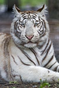 Preview wallpaper tiger, white, albino, predator, beast