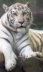 Preview wallpaper tiger, white, predator, big cat, wildlife