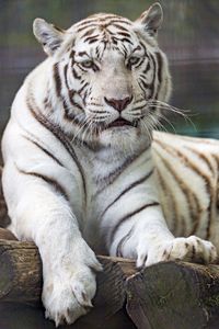 Preview wallpaper tiger, white, predator, big cat, wildlife