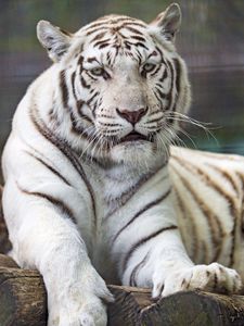 Preview wallpaper tiger, white, predator, big cat, wildlife