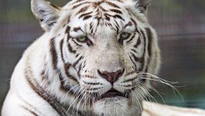 Preview wallpaper tiger, white, predator, big cat, wildlife