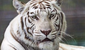 Preview wallpaper tiger, white, predator, big cat, wildlife