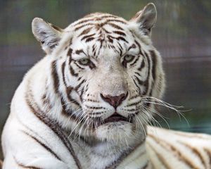 Preview wallpaper tiger, white, predator, big cat, wildlife