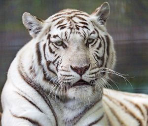 Preview wallpaper tiger, white, predator, big cat, wildlife