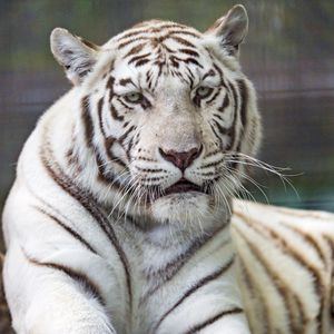 Preview wallpaper tiger, white, predator, big cat, wildlife