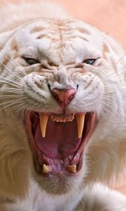 Preview wallpaper tiger, white, striped, teeth, anger