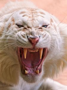 Preview wallpaper tiger, white, striped, teeth, anger