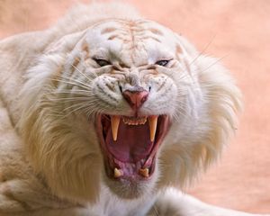 Preview wallpaper tiger, white, striped, teeth, anger