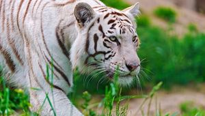Preview wallpaper tiger, white, striped, big cat