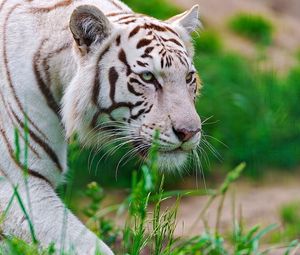 Preview wallpaper tiger, white, striped, big cat