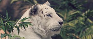 Preview wallpaper tiger, white tiger, big cat, predator