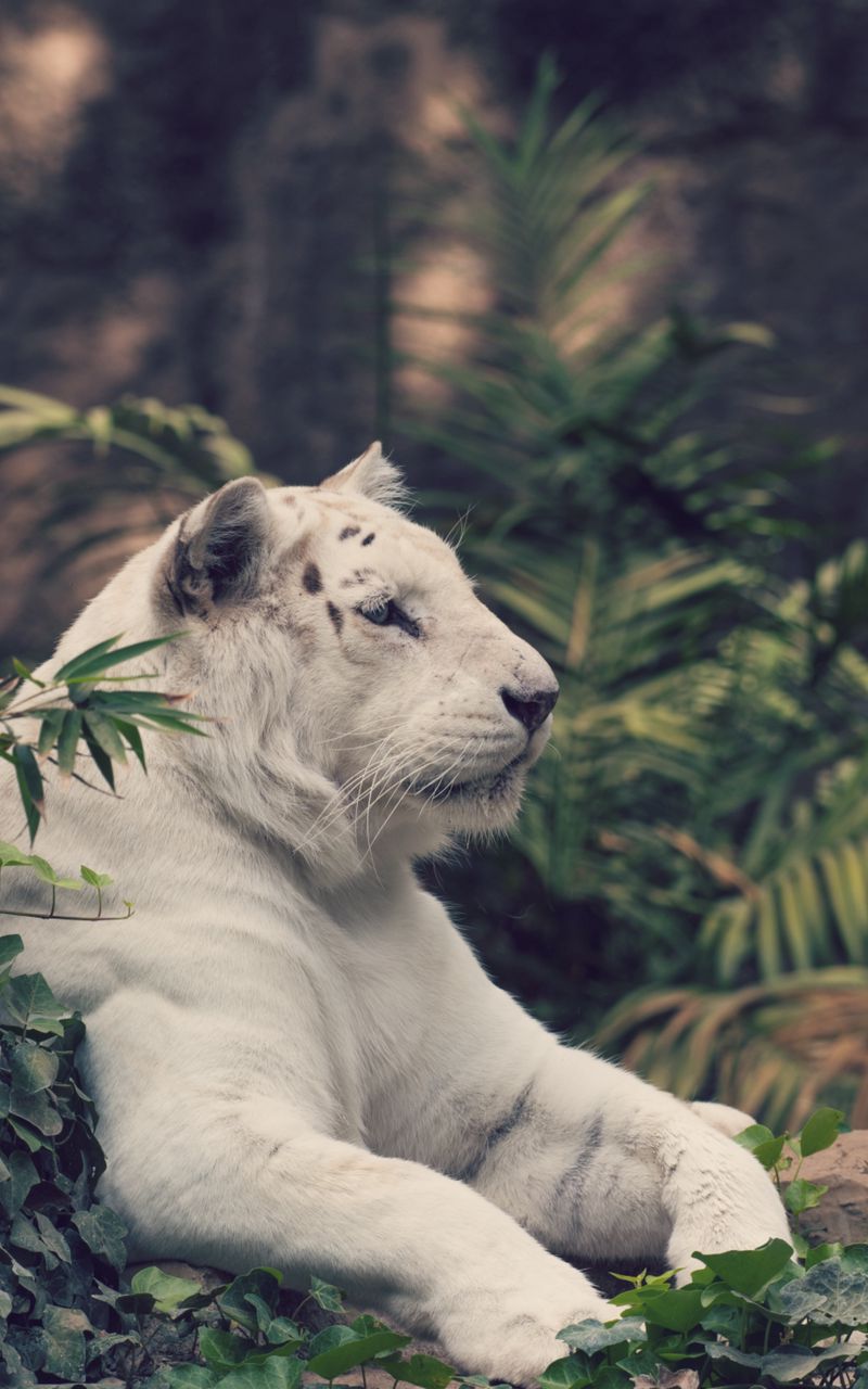 white lion and white tiger wallpaper