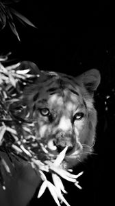 Preview wallpaper tiger, white tiger, bw, hide, branches