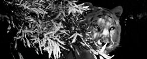 Preview wallpaper tiger, white tiger, bw, hide, branches