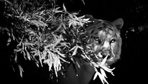 Preview wallpaper tiger, white tiger, bw, hide, branches