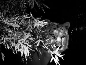 Preview wallpaper tiger, white tiger, bw, hide, branches